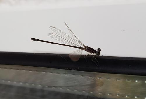 Ischnura elegans